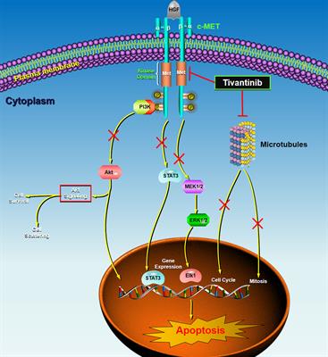 Selective Inhibitor of the c-Met Receptor Tyrosine Kinase in Advanced Hepatocellular Carcinoma: No Beneficial Effect With the Use of Tivantinib?